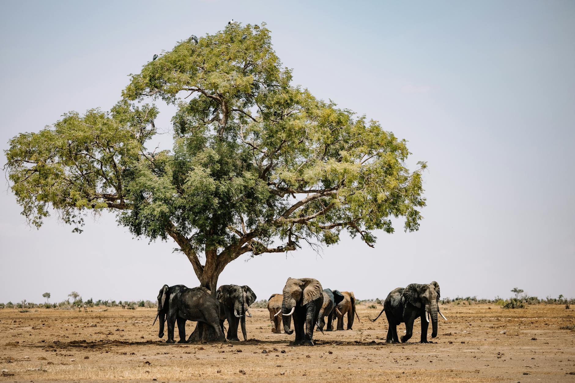 Zambia — landmark